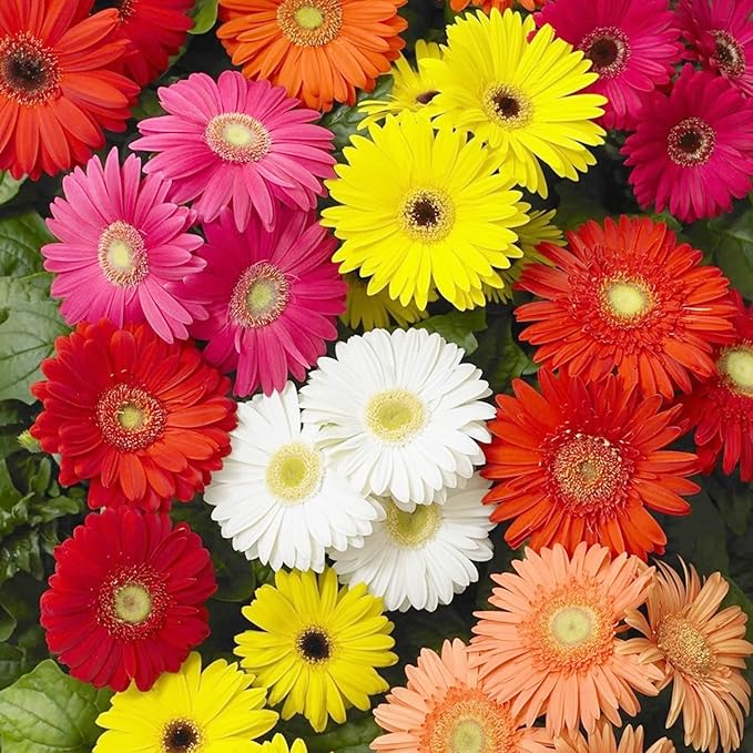 Gerbera-Mix, blühende Samen für wunderschöne Blüten, ideal für Pflanzen- und Gartenliebhaber