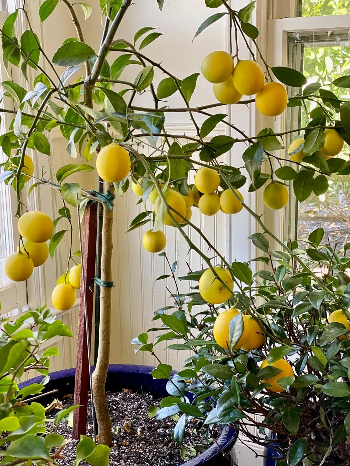 Semi di Limone Primofiori per Piantare – Coltiva a Casa Alberi di Agrumi Succosi
