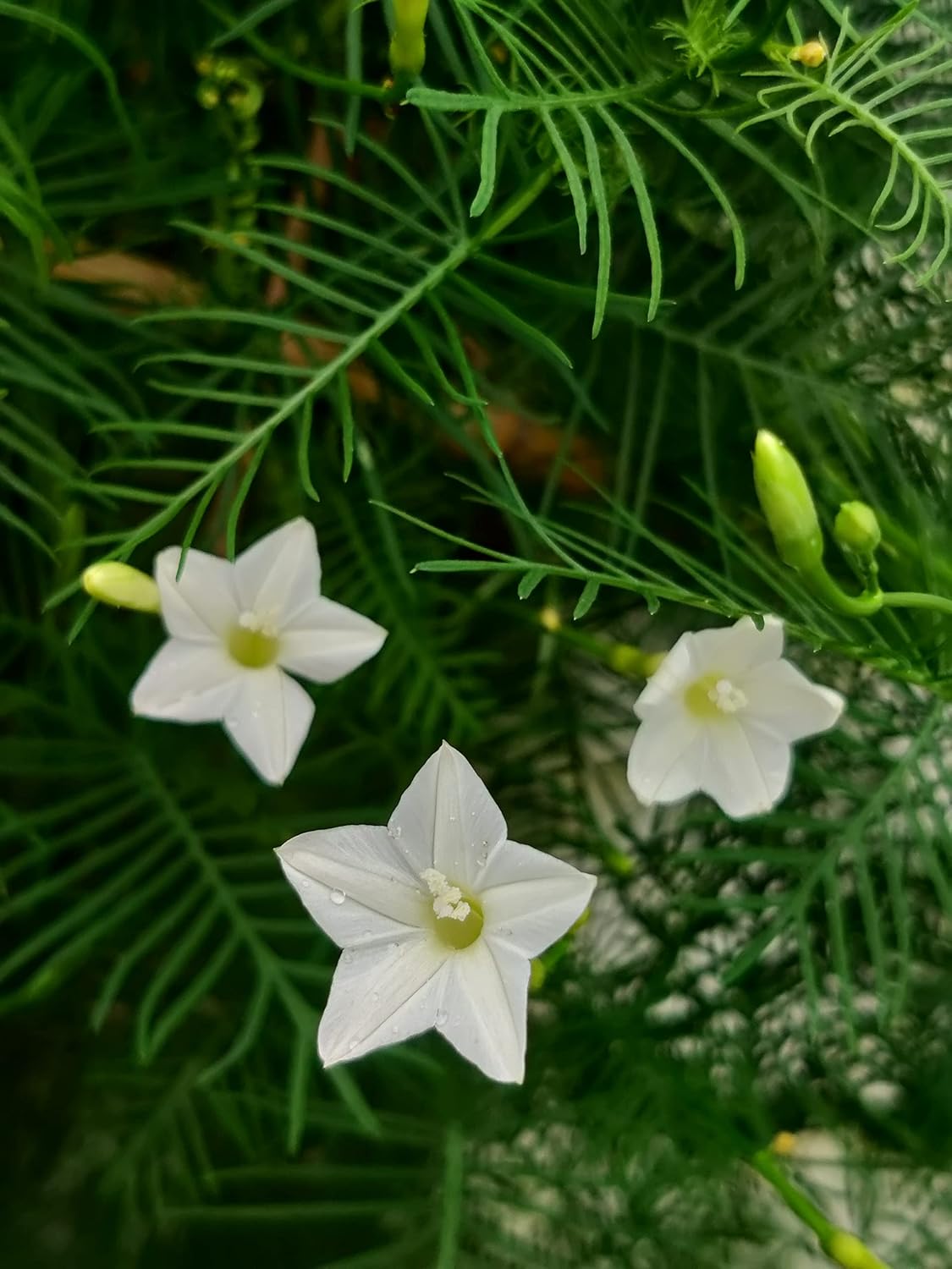 Semillas de Ciprés Blanco enredadera – Variedad premium de enredadera trepadora para exhibiciones elegantes en el jardín