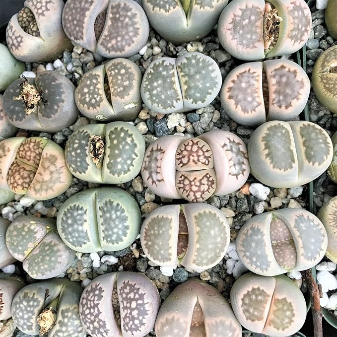 Semillas de Piedras Vivas (Lithops), Plantas Suculentas Únicas con Forma de Guijarro