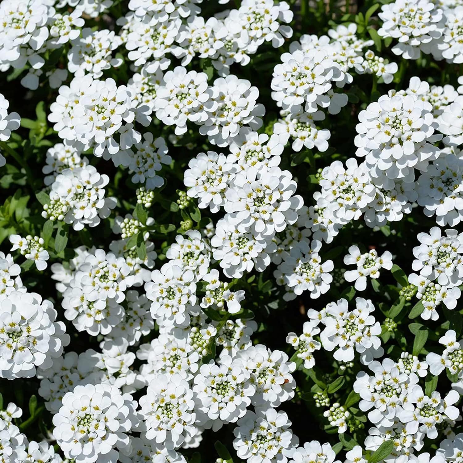 Semillas de Candytuft Iberis Sempervirens - Planta Perenne Siempreverde de Bajo Crecimiento, Cubresuelos Fragante para Bordes - 20 Piezas