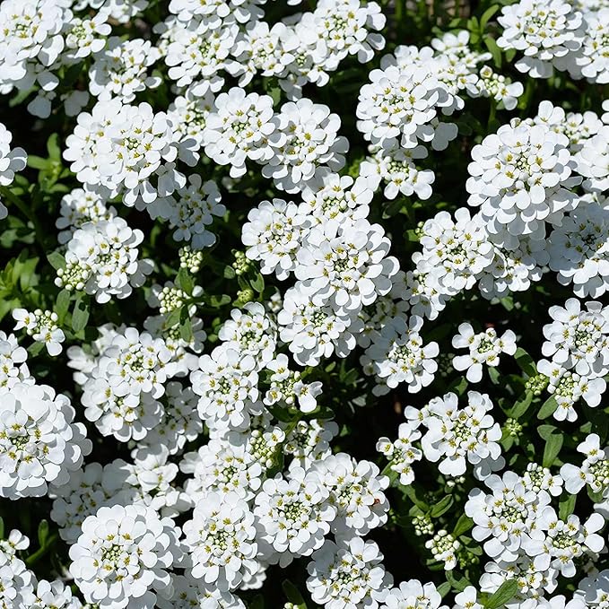 Semi di Candytuft – Iberis Sempervirens, Perenne Sempreverde a Bassa Crescita, Coprisuolo Profumato per Bordure – 20 Semi di Fiori