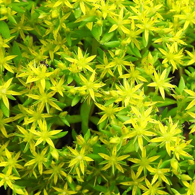 Semillas de Suculenta Sedum Sarmentosum para Plantar - Crecimiento Rápido, Fácil de Cuidar, Tolerante a la Sequía, Bajo Mantenimiento (20 Piezas)