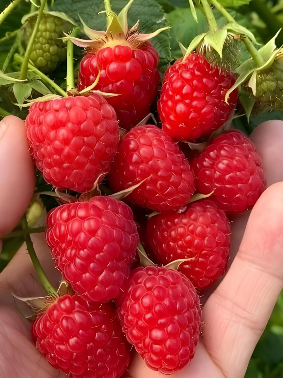 Semillas de frambuesa roja para plantar | Semillas de fruta para plantar