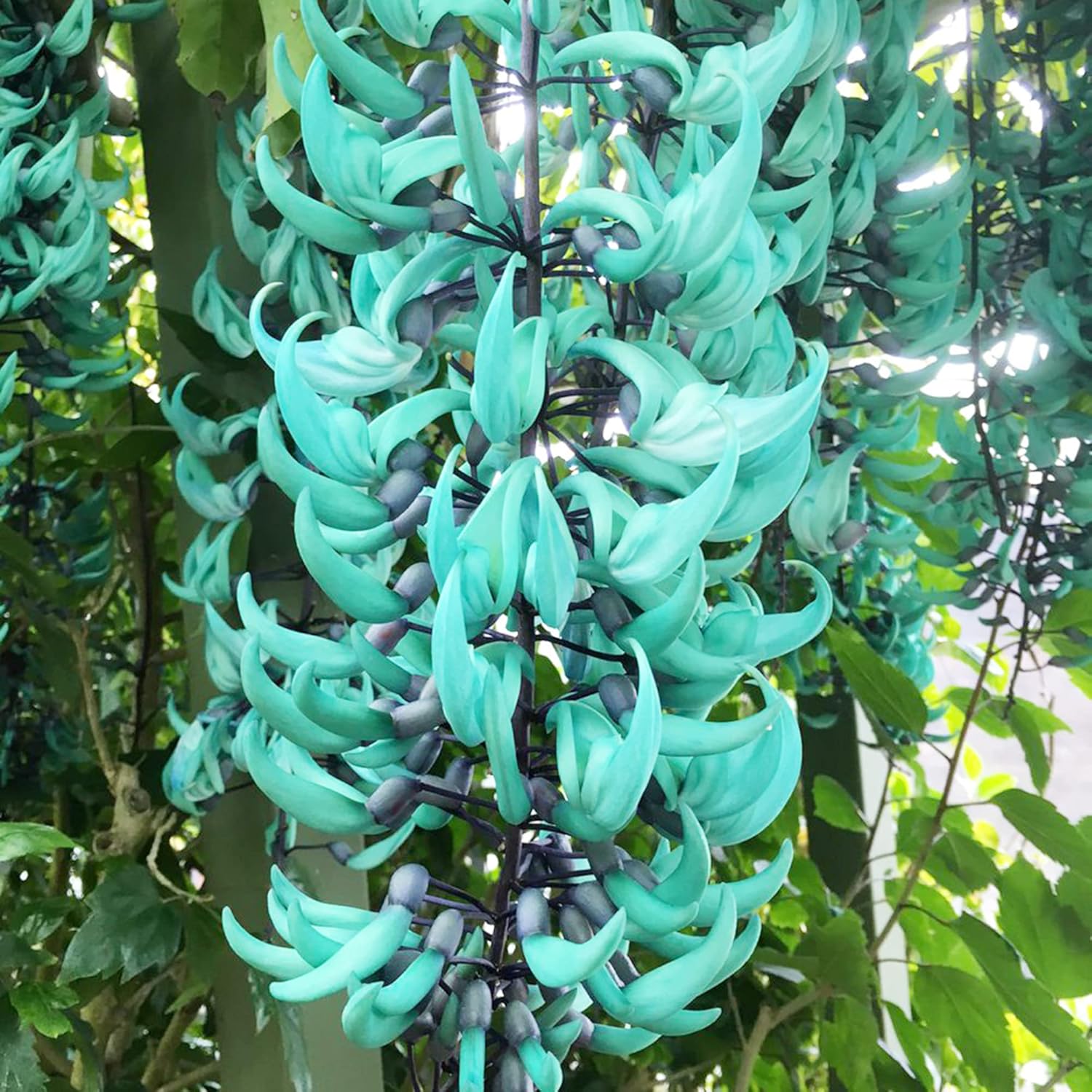 Semillas de Jade Vine Strongylodon Macrobotrys Enredadera leñosa perenne para patio ornamental