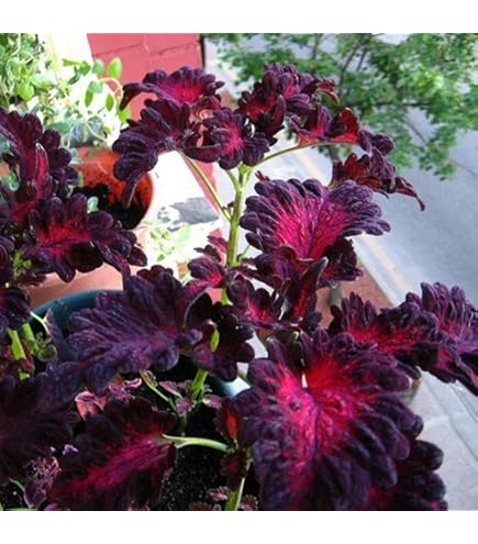 Semillas certificadas de Coleus Black Dragon Lulu - 40 semillas frescas para un color vibrante en el jardín | No transgénico