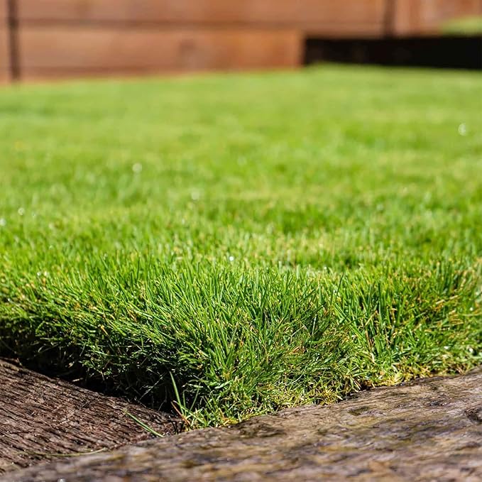 Semillas de césped Zoysia, césped premium para jardines, campos de golf y paisajismo 1/8 LB