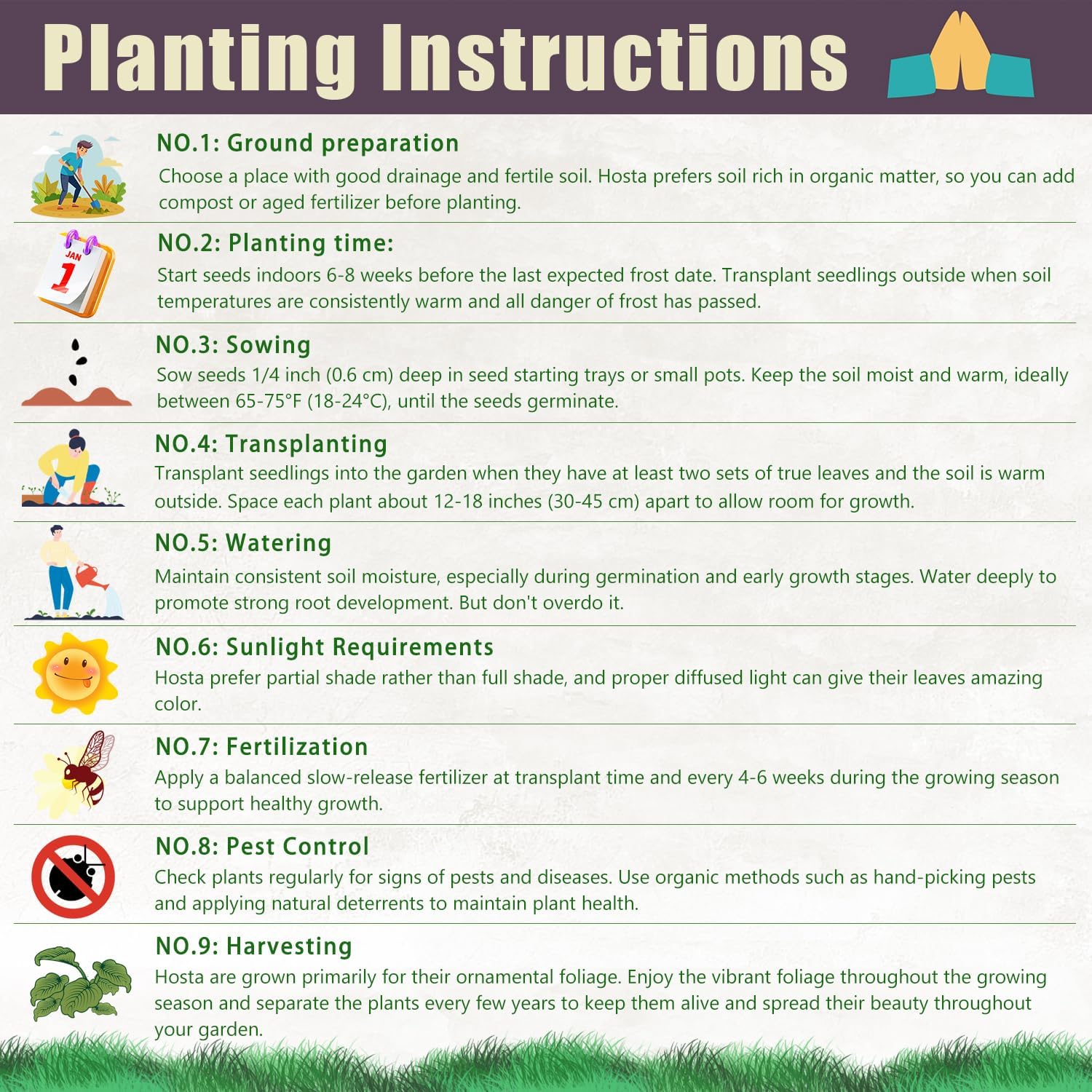 Semillas de Hosta Roja Ans Plantas Perennes Amantes de la Sombra para Jardines Interiores y Exteriores, Amigables con los Polinizadores y de Bajo Mantenimiento