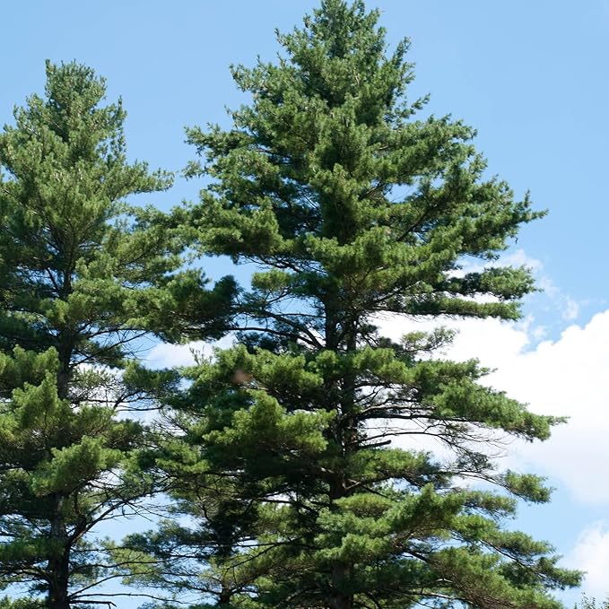 Semillas de Pino Blanco del Este, Pinus Strobus, Cortavientos de Crecimiento Rápido, Árbol de Sombra, Ideal para Decoración Exterior