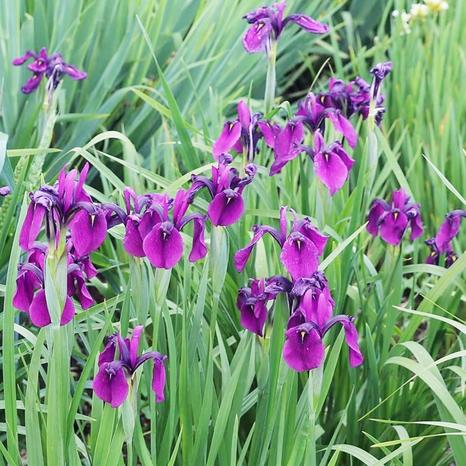 Semillas de iris japonesas Iris Ensata, flores hermosas e intrincadas, atraen polinizadores, perfectas para jardines acuáticos, bordes de estanques y bordes perennes