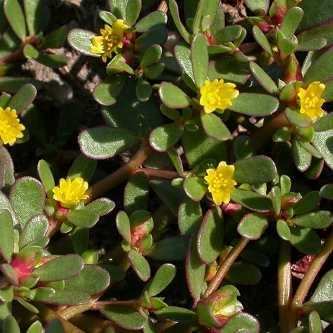 Dominando el arte de plantar y jardinería con Portulaca oleracea verde, una guía detallada para cultivar estas semillas de flores resistentes