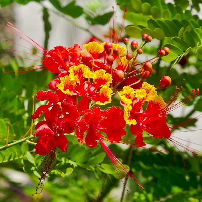 Semillas de Pájaro Rojo del Paraíso - Caesalpinia Pulcherrima, Tolerante al Calor y de Crecimiento Rápido, Atrae Polinizadores, Patio y Bordes - 10 Piezas