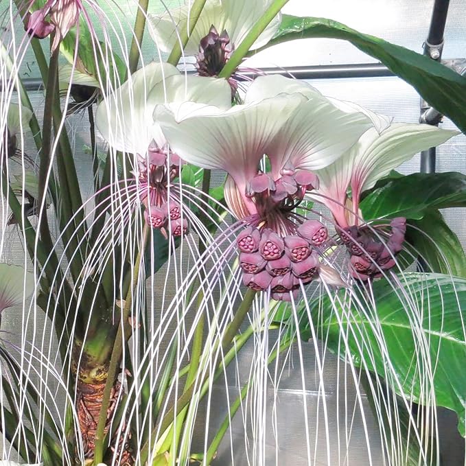 Semillas de Tacca Integrifolia Flor de Murciélago Blanca Planta Tropical Ornamental de Interior, Libre de OGM, 5 Piezas