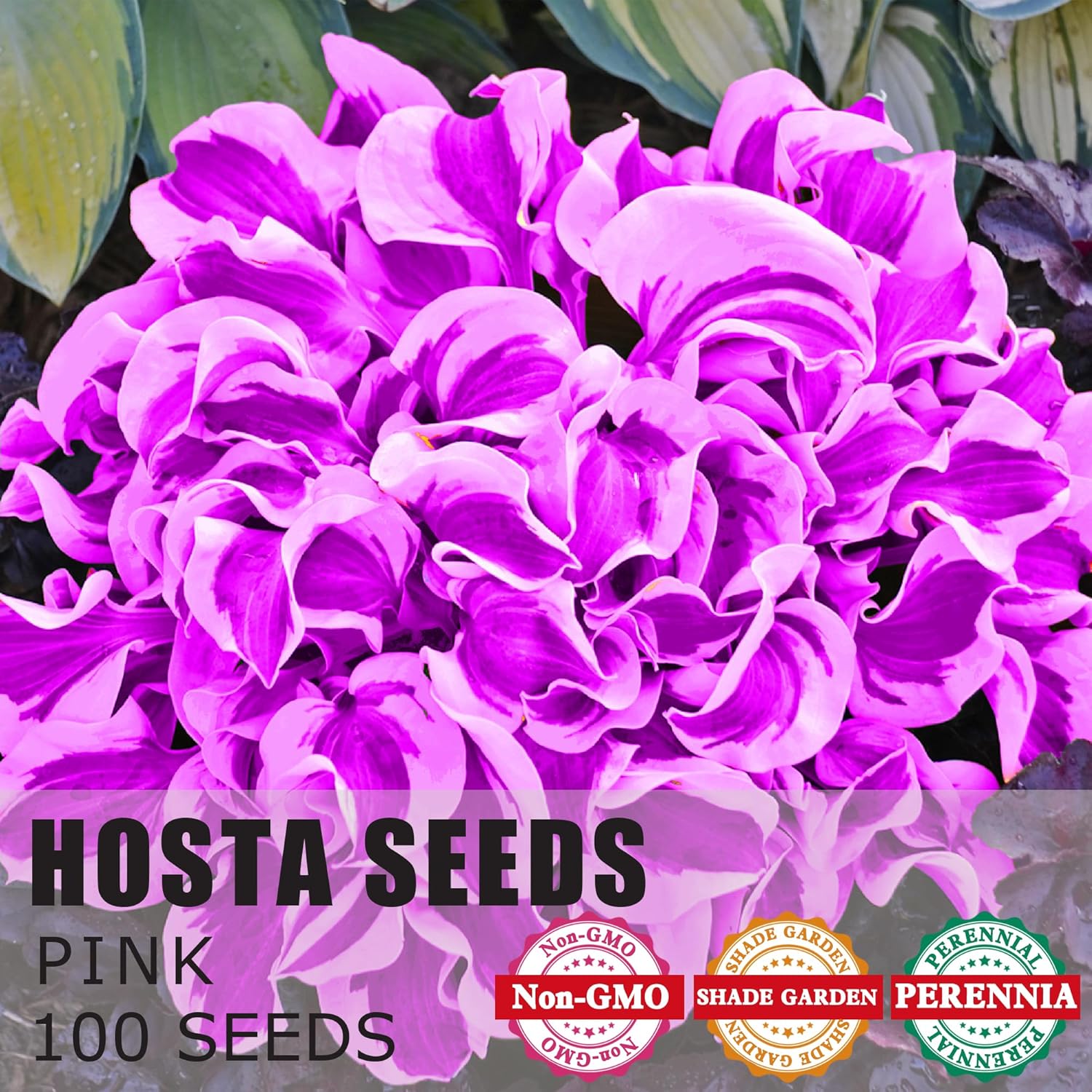 Semillas de Hosta Morada, Plantas Perennes de Hosta para Jardines al Aire Libre, Bajo Mantenimiento y Fáciles de Cultivar