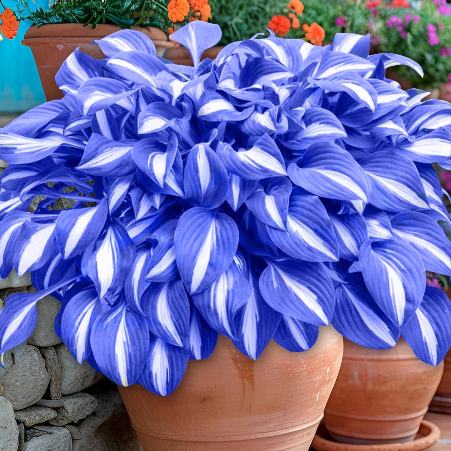 Plantas de Hosta Azules, Semillas Perennes de Hosta para Jardín Exterior a la Sombra, Fáciles de Cultivar y Plantar