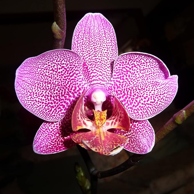 Mixed Phalaenopsis Orchid Flower Seeds, Diverse Assortment for Stunning Orchid Displays