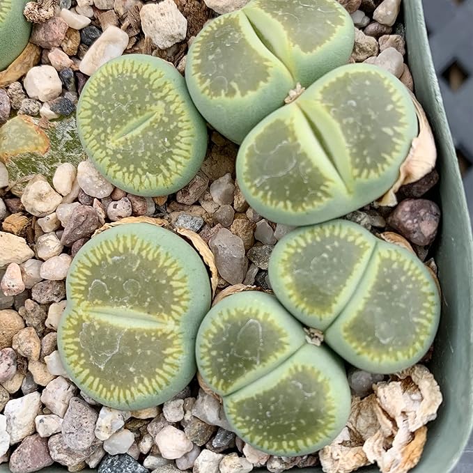 Semillas de Piedras Vivas (Lithops), Plantas Suculentas Únicas con Forma de Guijarro