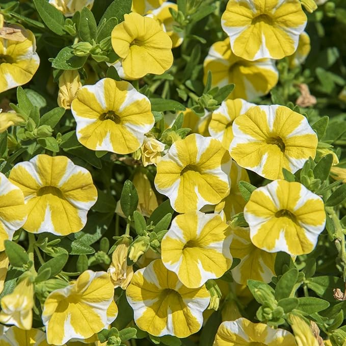 Semillas de Calibrachoa Superbells Lemon Slice, vibrantes, anual trepador para contenedores y cestas colgantes