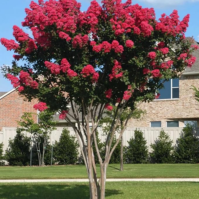 Semillas de Mirto Rojo - Lagerstroemia Indica Árbol o Arbusto Deciduo con Flores para Seto y Pantalla - 35 Piezas