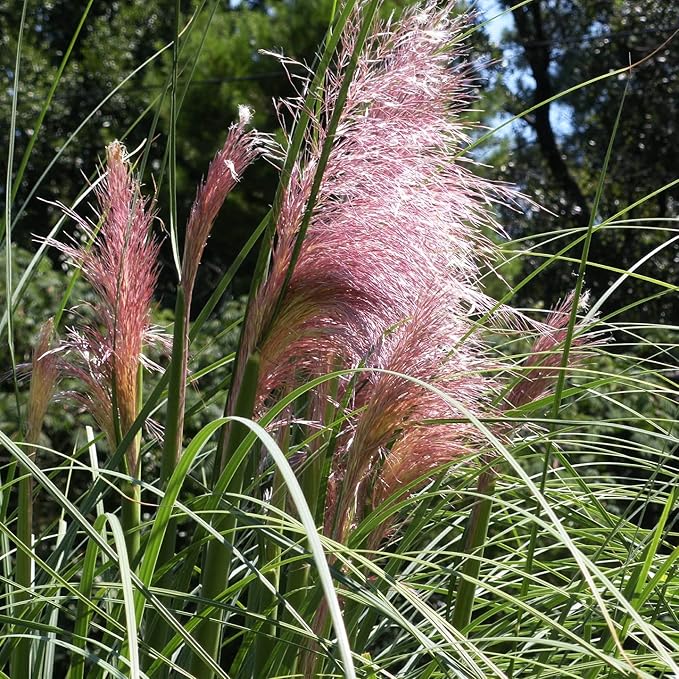 Semillas de Hierba de Pampas Rosa - Ornamental Orgánica No-OGM con Flores Altas y Plumosas para Césped y Jardín - 100 Piezas