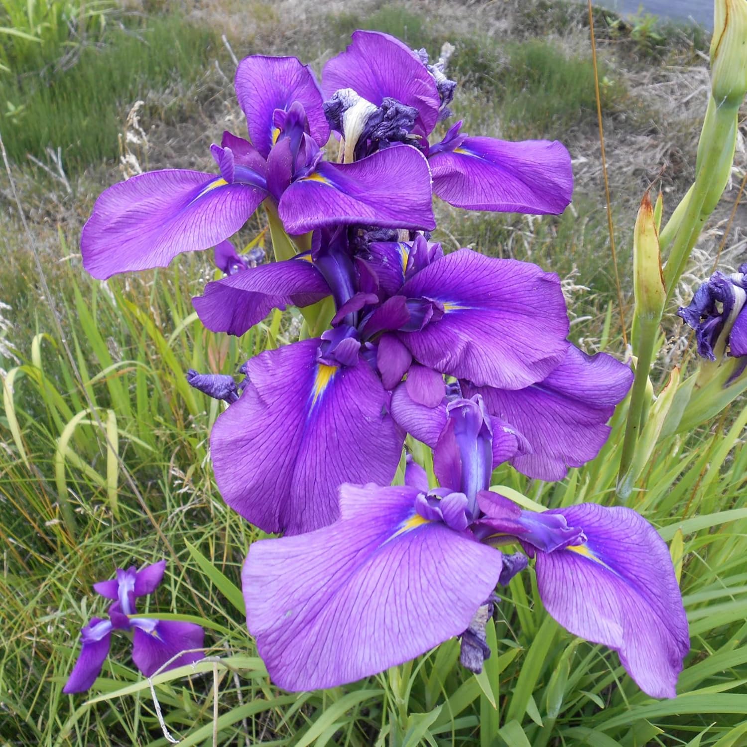 Semillas de iris japonesas Iris Ensata, flores hermosas e intrincadas, atraen polinizadores, perfectas para jardines acuáticos, bordes de estanques y bordes perennes