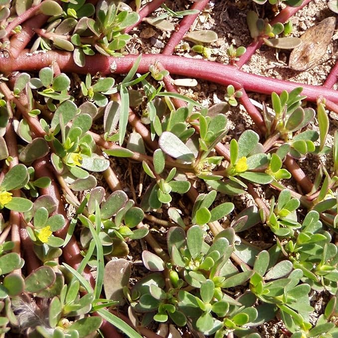 Dominando el arte de plantar y jardinería con Portulaca oleracea verde, una guía detallada para cultivar estas semillas de flores resistentes