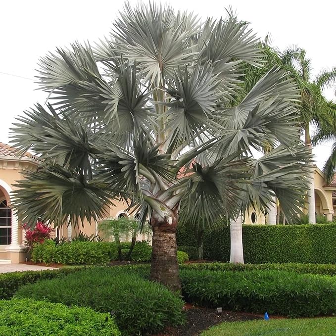 Semillas de Palma Bismarck, Bismarckia Nobilis, Bajo Mantenimiento y Tolerante a la Sequía, Semillas de Árbol