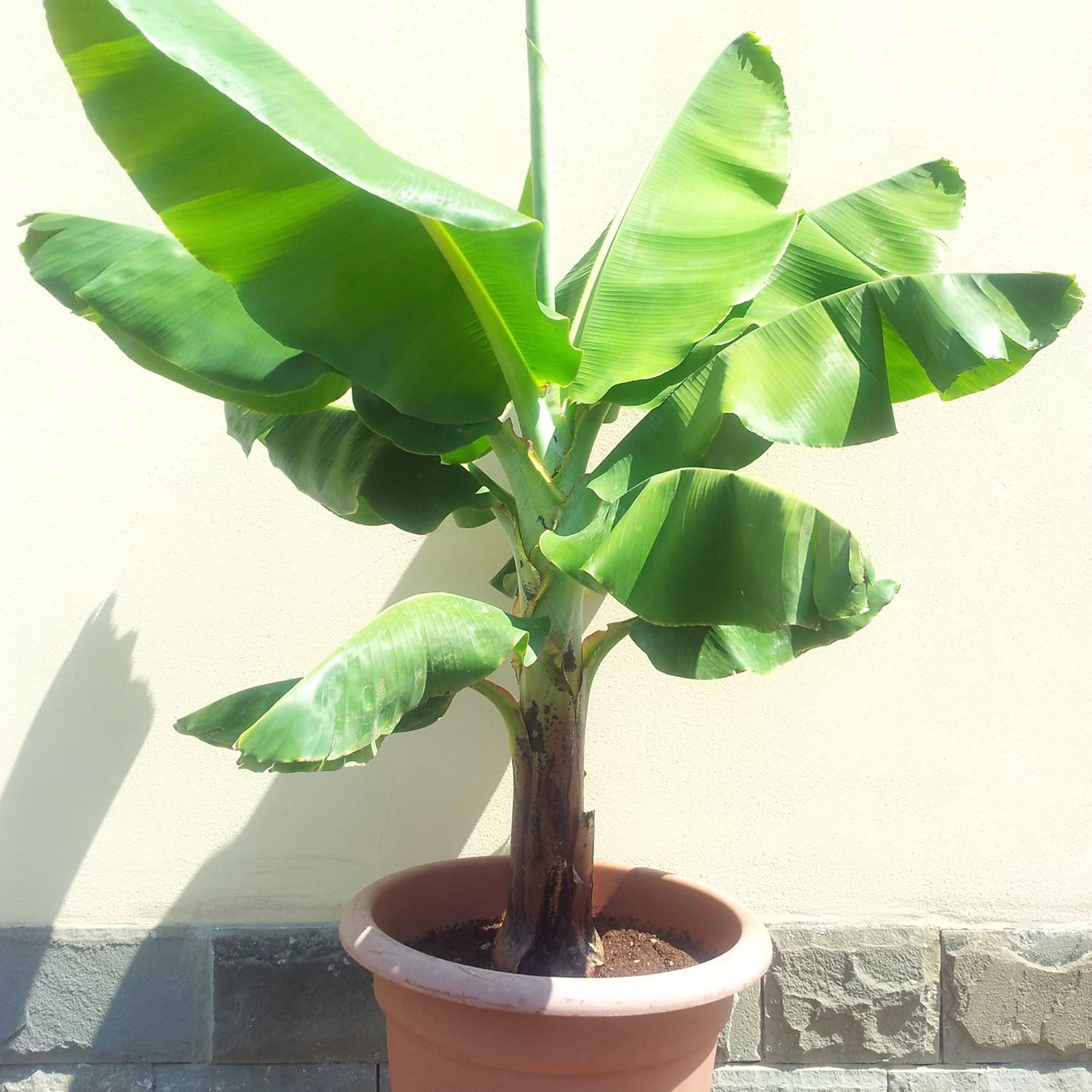 Semillas de Plátano Enano Cavendish para Plantar, Musa Enana | Semillas de Árbol de Fruta Tropical