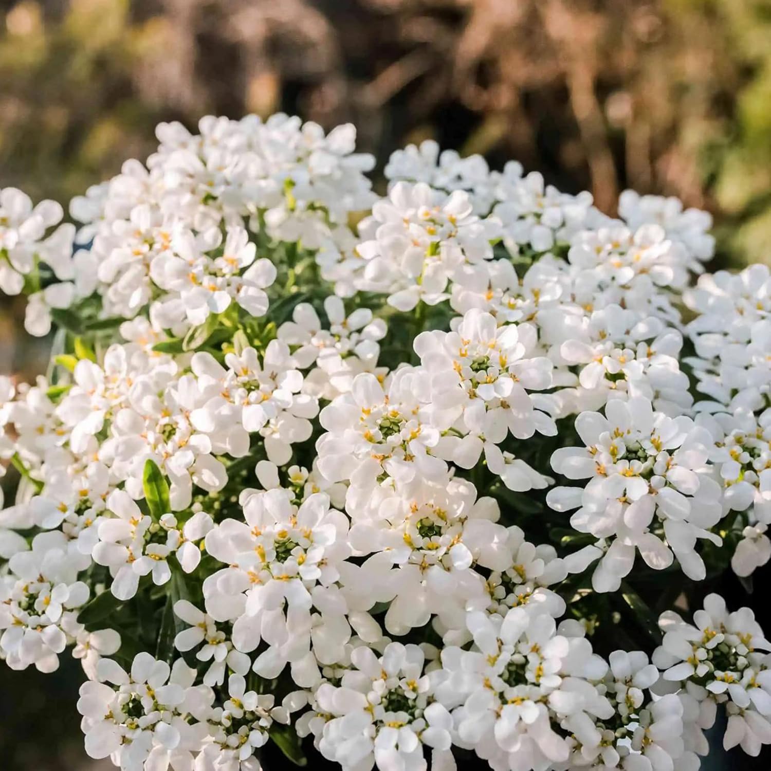Semillas de Candytuft Iberis Sempervirens - Planta Perenne Siempreverde de Bajo Crecimiento, Cubresuelos Fragante para Bordes - 20 Piezas