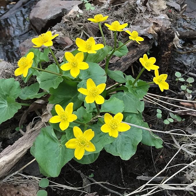 Semillas de Caléndula de Pantano (Caltha Palustris) Planta Perenne con Flores para Estanques y Arroyos, Atrae Polinizadores