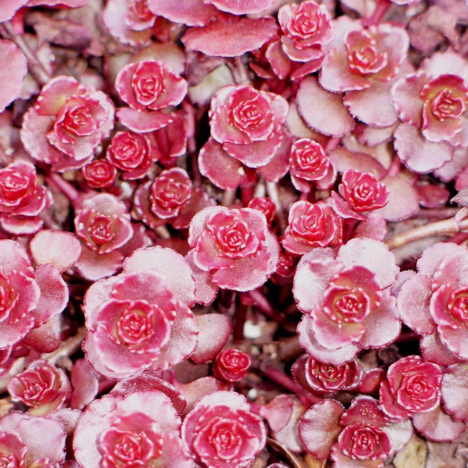 Graines de Sedum sang-dragon à planter