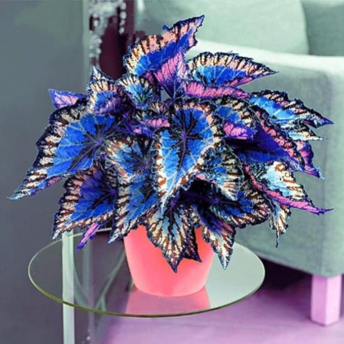 Planta ornamental rara de coleus con follaje vibrante para jardines y macetas