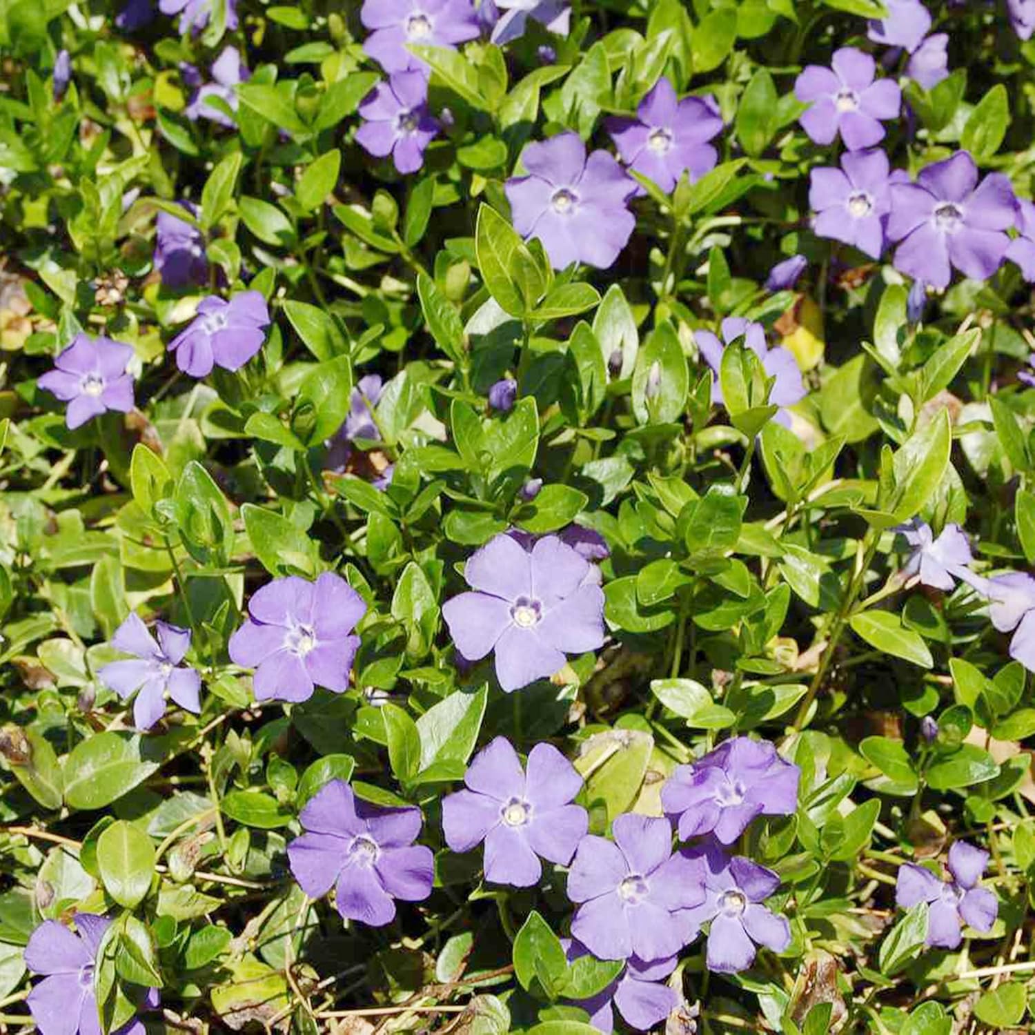 40 semillas de periwinkle | perenne de hoja perenne de bajo crecimiento | cubresuelos | tolerante a la sequía | atrae mariposas | bordes exteriores