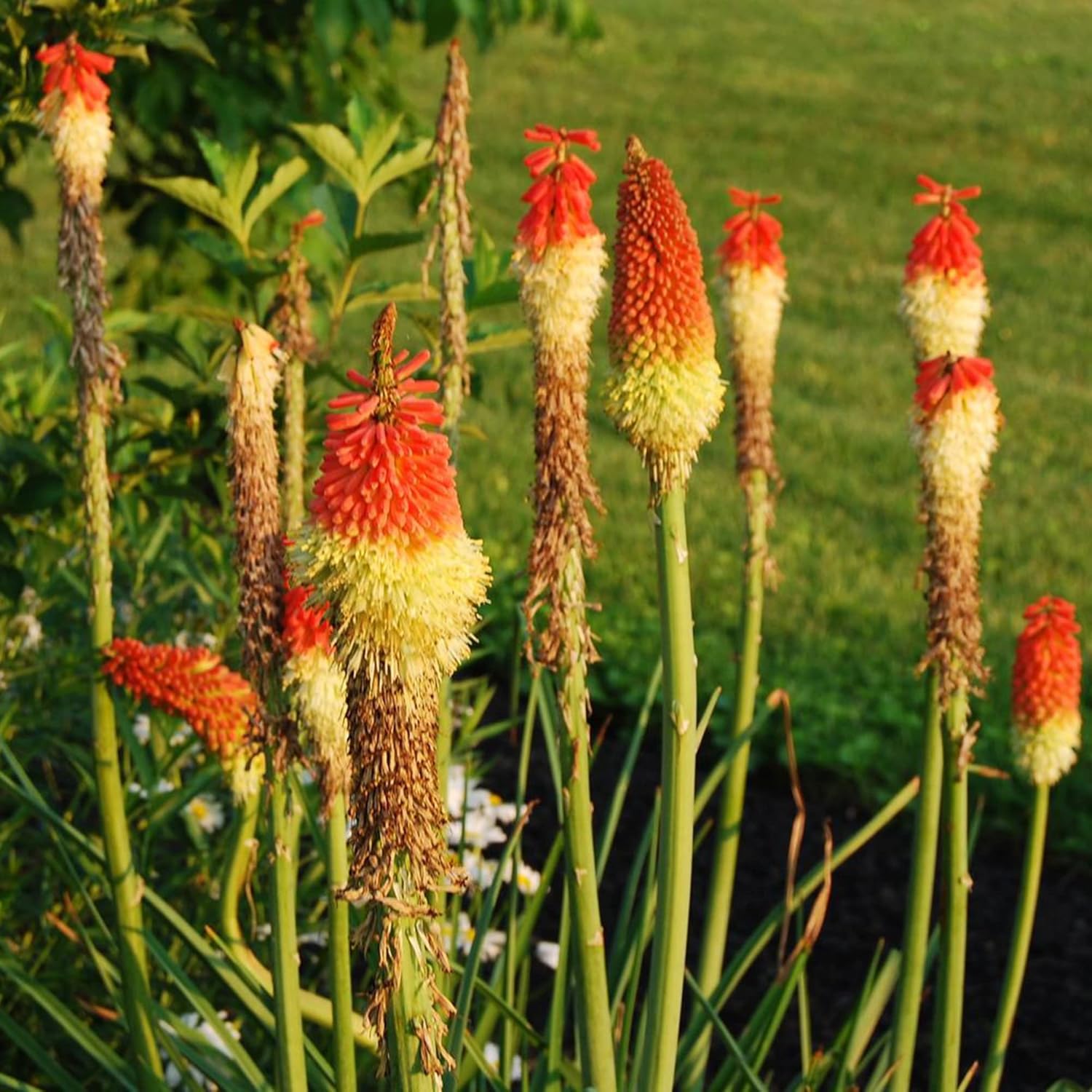 Semillas de Antorcha de Poker Rojo, Kniphofia Perenne Atrae Colibríes y Mariposas Semillas de Flores para Patio, Contenedor y Cama al Aire Libre