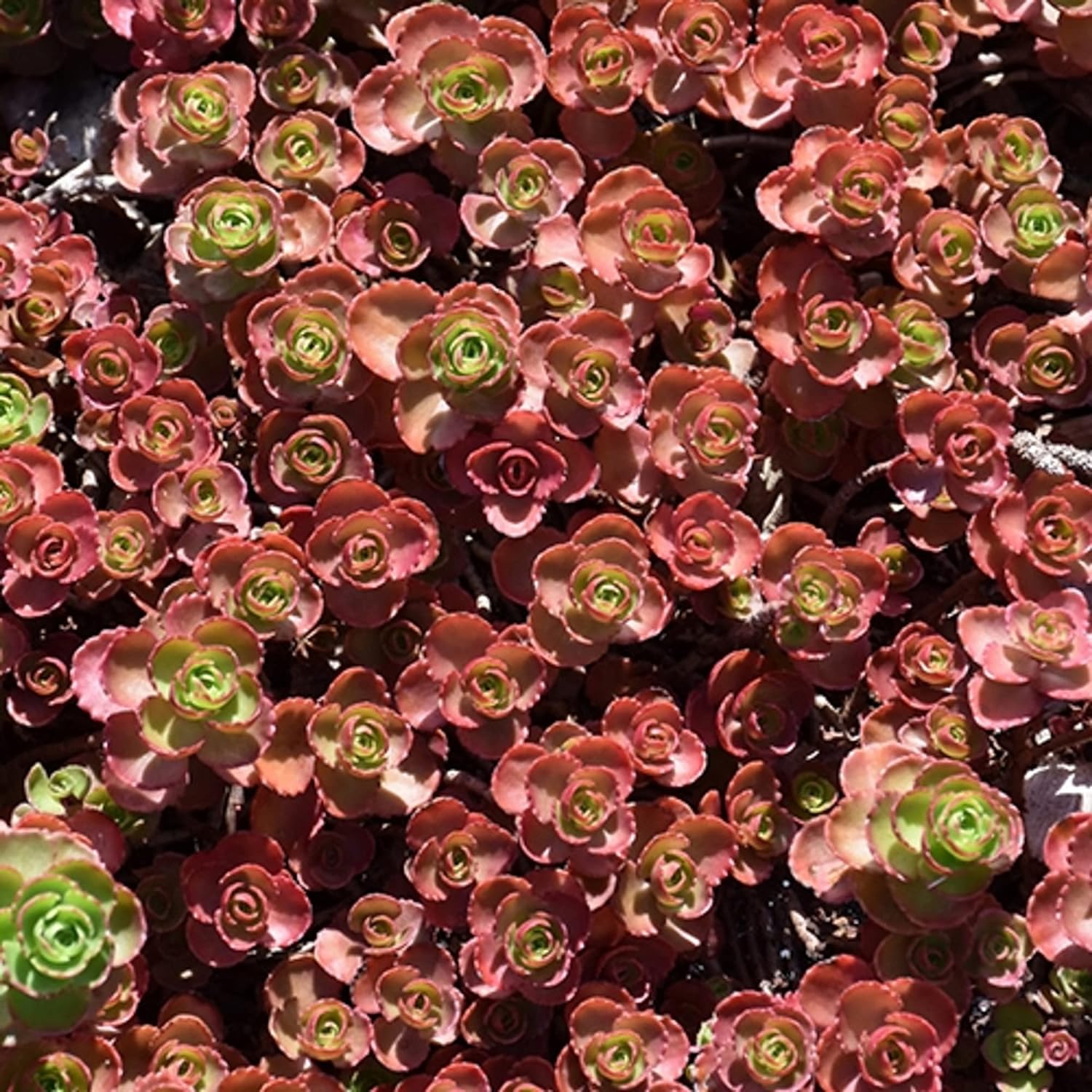 Graines de Sedum sang-dragon à planter