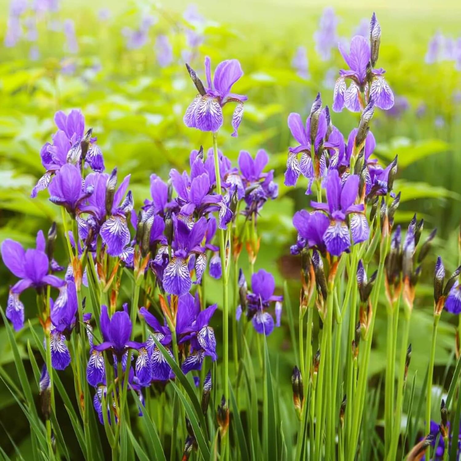 Semillas de iris japonesas Iris Ensata, flores hermosas e intrincadas, atraen polinizadores, perfectas para jardines acuáticos, bordes de estanques y bordes perennes