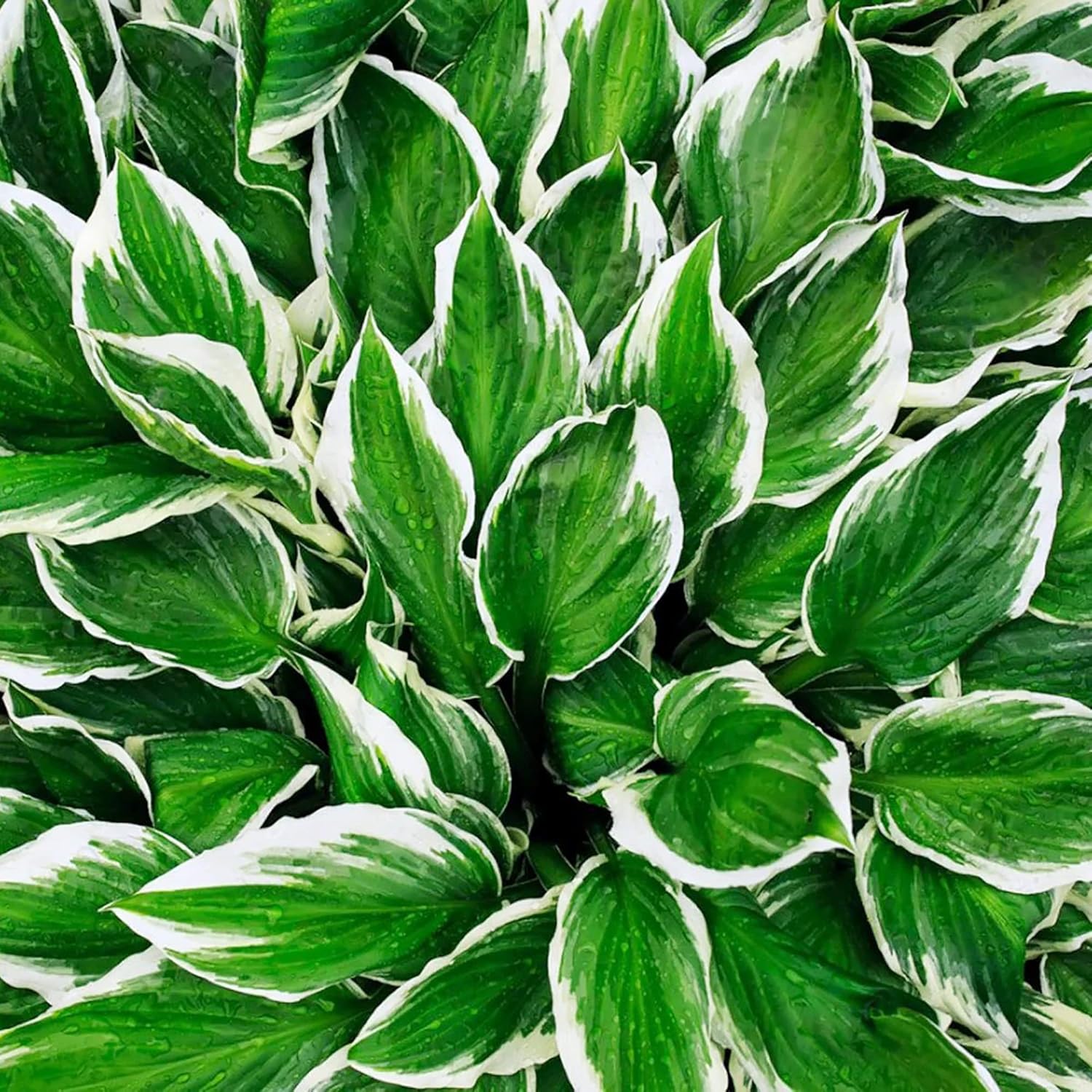 Graines de Hosta (Graines de Hosta de Couleurs Mixtes) - Vivace Facile d'Entretien pour Pots et Jardins