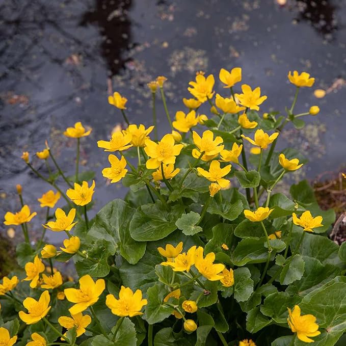 Semillas de Caléndula de Pantano (Caltha Palustris) Planta Perenne con Flores para Estanques y Arroyos, Atrae Polinizadores