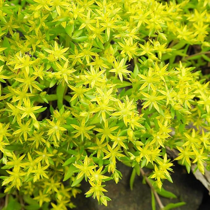 Semillas de Suculenta Sedum Sarmentosum para Plantar - Crecimiento Rápido, Fácil de Cuidar, Tolerante a la Sequía, Bajo Mantenimiento (20 Piezas)