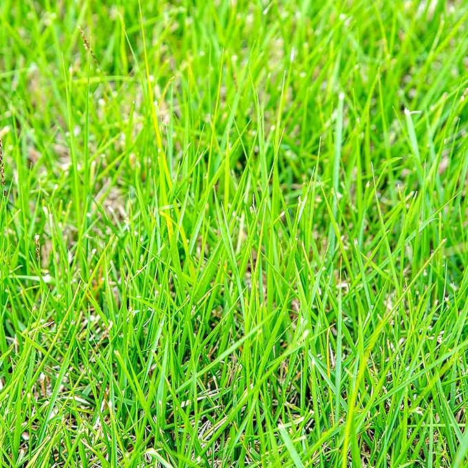 Semillas de césped Zoysia, césped premium para jardines, campos de golf y paisajismo 1/8 LB