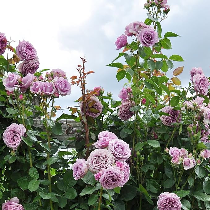Purple Climbing Rose Seeds Fragrant Blooms for Cutting, Floral Arrangements And Pollinator Attraction Vertical Garden Accents for Trellises, Arbors And Fences