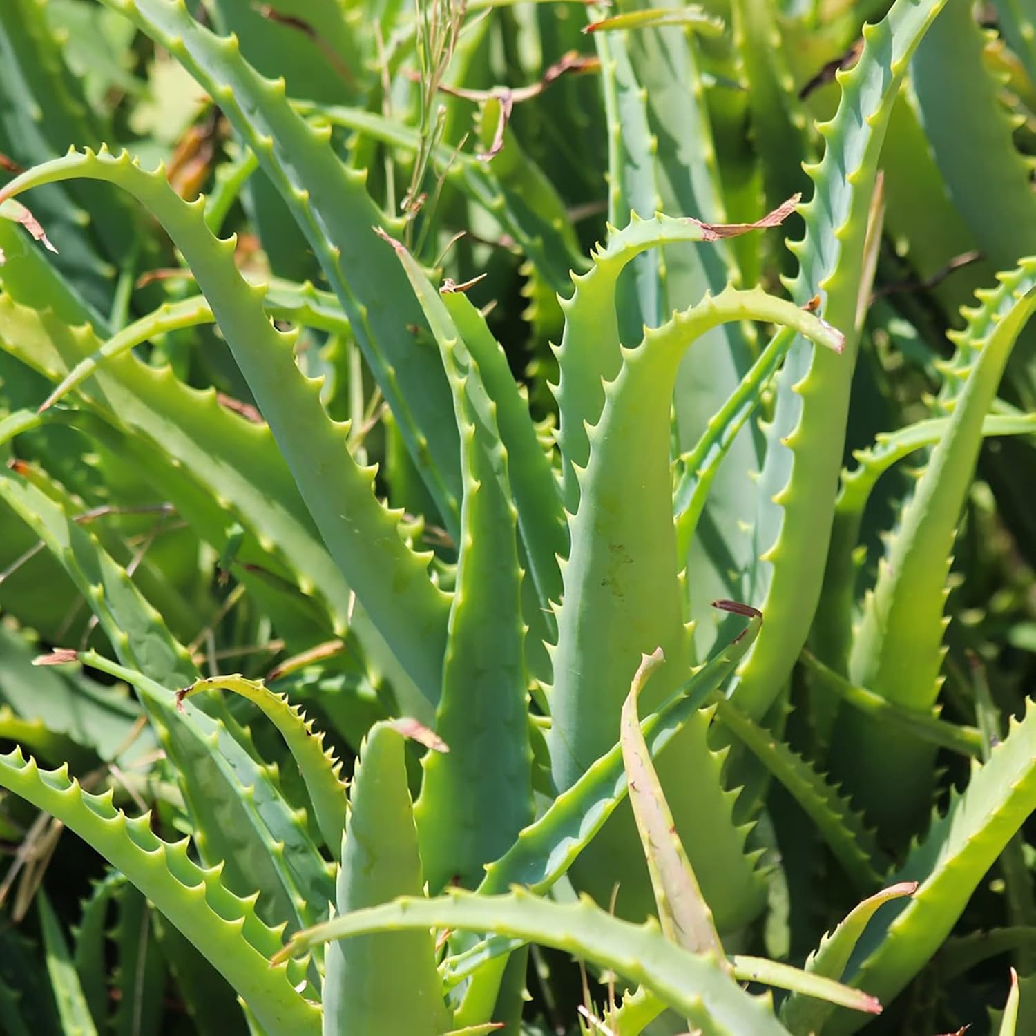 Semillas de Aloe Vera Perennes, Resistentes a Ciervos, de Bajo Mantenimiento, Atraen Polinizadores, Cubiertas de Suelo y Contenedores Decorativos