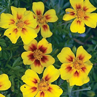 Semillas de caléndula con centro amarillo en caoba, flores bicolores audaces para jardines