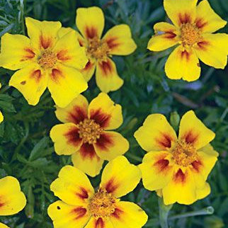 Semillas de caléndula con centro amarillo en caoba, flores bicolores audaces para jardines