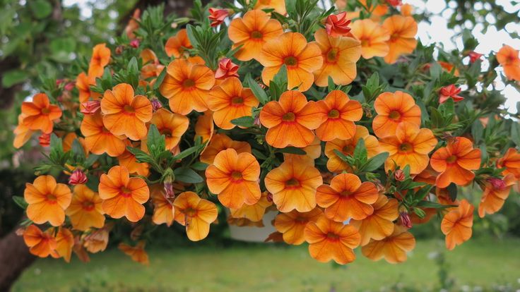 Semi di Fiore di Petunia Arancione Rame, Fiori Unici, Facili da Coltivare, Non OGM