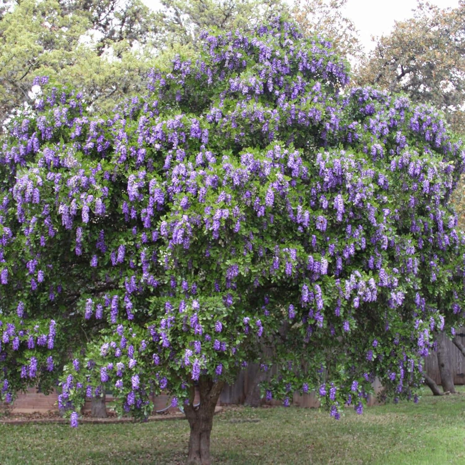 Texas Mountain Laurel Tree Seeds – Sophora secundiflora Evergreen