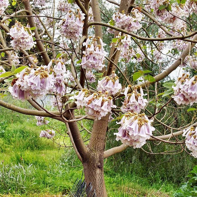 Semillas de Paulownia Fortunei - Árbol Emperatriz, Paulownia Real, Árbol Caducifolio de Crecimiento Rápido, Fragante y Amigable para Polinizadores para Jardín Ornamental