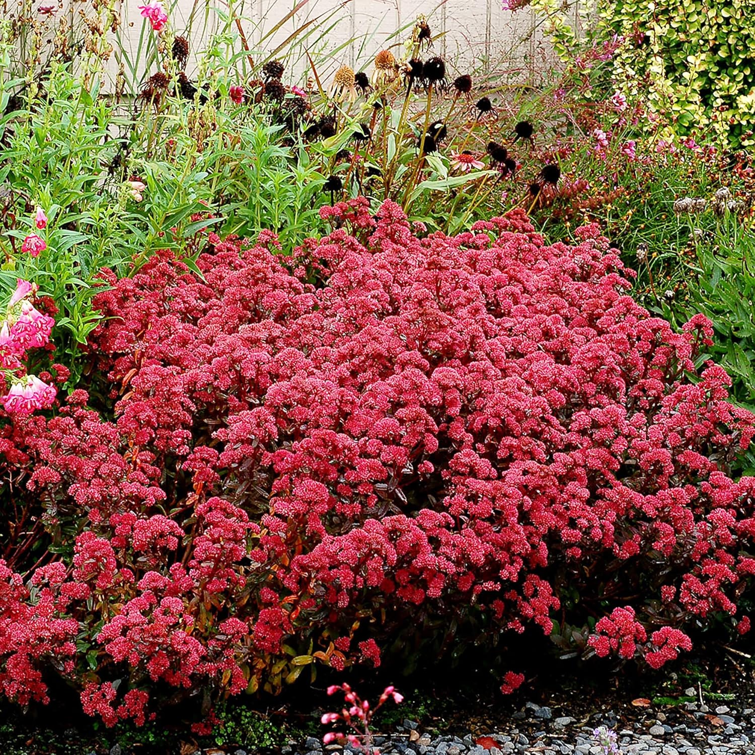 Semillas de Sedum Sedum vistoso perenne para bordes Sedum resistente a ciervos y conejos tolerante a la sequía atrae polinizadores