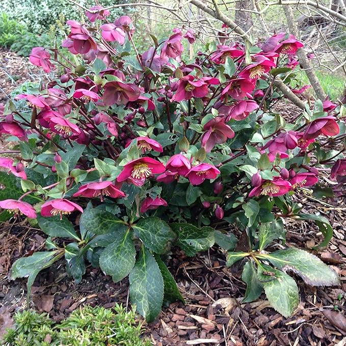 Semillas de Rosa de Cuaresma Helleborus Orientalis Planta Perenne de Floración Floración Temprana, Tolerante al Invierno para Jardines Boscosos y Bordes de Sombra