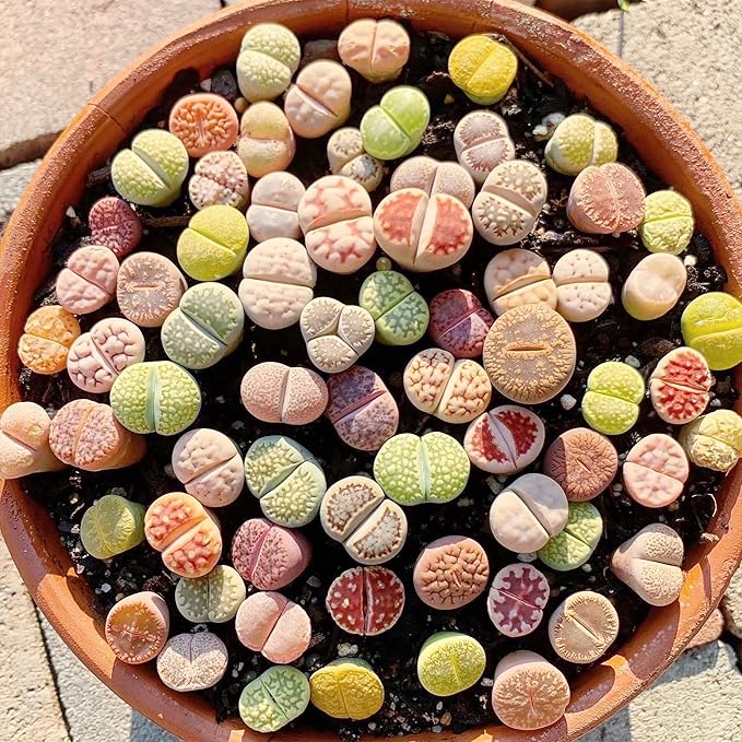 Semillas de Piedras Vivas (Lithops), Plantas Suculentas Únicas con Forma de Guijarro